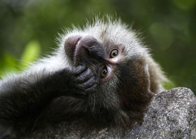 Close-up of monkey on rock