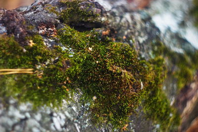 Close-up of wet moss growing on rock