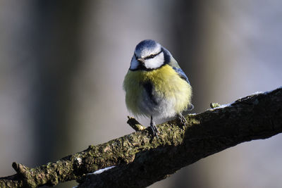 Close-up of bird perching on a tree