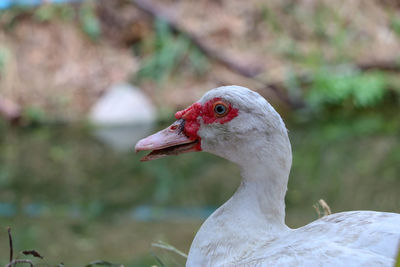 White duck swimming in the canal