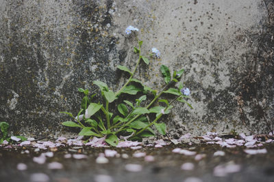 Close-up of young plant