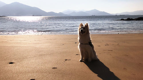 Dog on beach