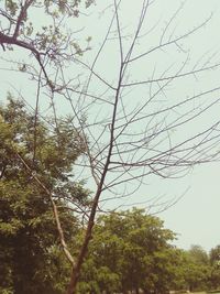 Low angle view of trees against sky