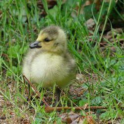 Close-up of a bird on field