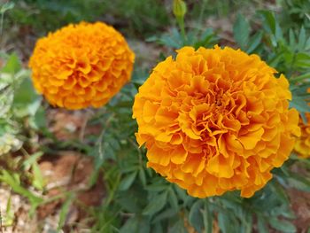 Close-up of orange flowers growing at park