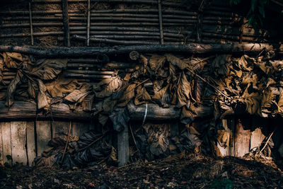 Stack of logs in forest