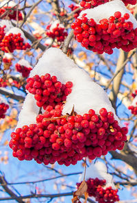 Close-up of red flowers