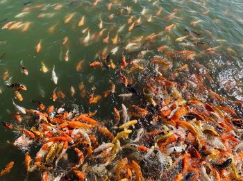 High angle view of koi carps swimming in lake