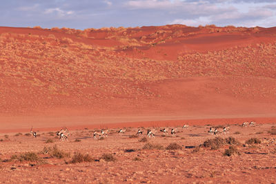 Herd of oryx in the namib desert