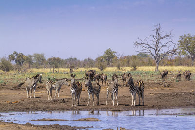 Zebras standing on land by lake against clear sky