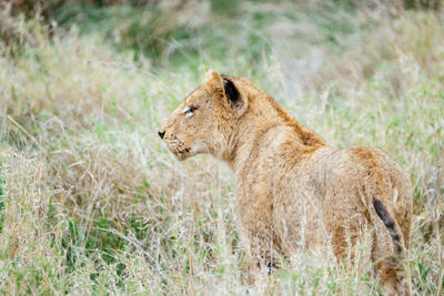 Portrait of a cat on grass