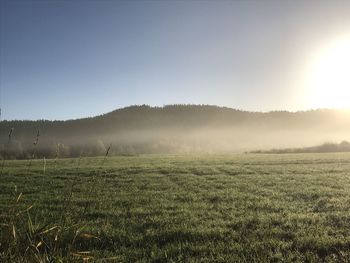 Scenic view of field against clear sky