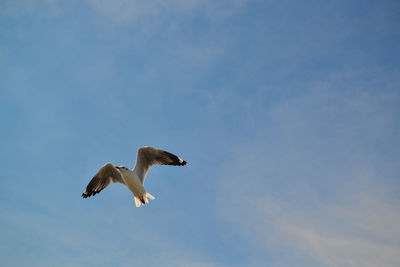 Low angle view of seagull flying in sky