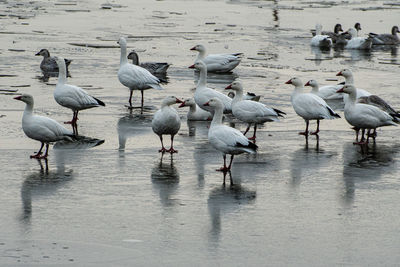 Flock of geese on frozen lakeflock of geese on frozen lake