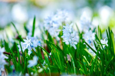 Close-up of flowers blooming on field
