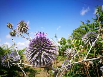 Close-up of purple flowering plants on field against sky