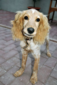 Portrait of dog on footpath