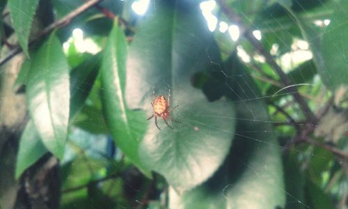 Close-up of spider on web