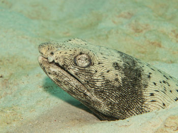 High angle view of turtle in sea
