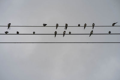 Swallow birds at the electric wire with cloudy sky as background.