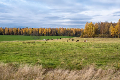 View of sheep on grassy field against sky