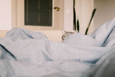 Portrait of cat relaxing on bed at home
