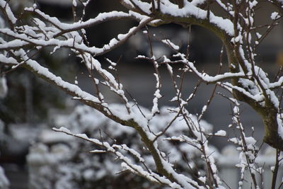 Close-up of frozen plant