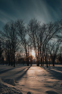 Snowy forest in winter in the rays of the setting sun. christmas and new year scene in nature