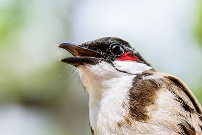 Close-up of red-whiskered bulbul looking away