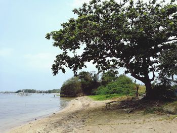 Trees on beach against sky