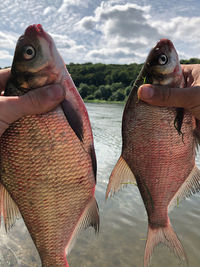 Midsection of person holding fish in water