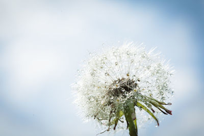 Close-up of white dandelion flower against sky