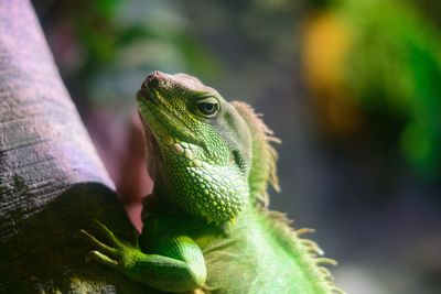 Close-up of lizard on tree trunk