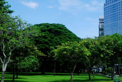 Trees and plants on field in park against sky