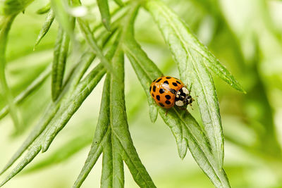 Close-up of ladybug on leaf