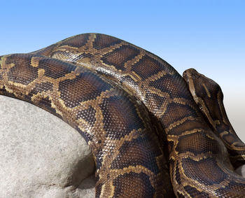 Close-up of a lizard against blue sky