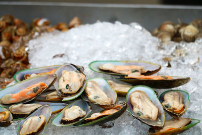 Close-up of fish in container