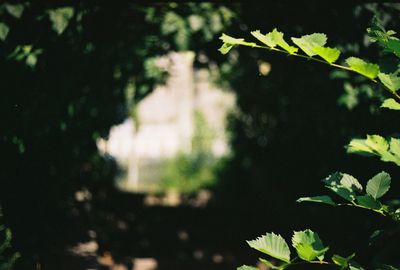 Close-up of leaves