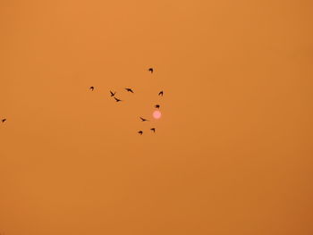 Silhouette birds flying against orange sky