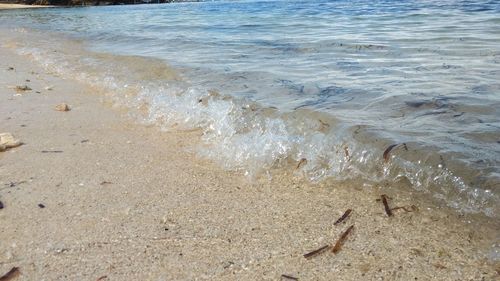 High angle view of crab on beach