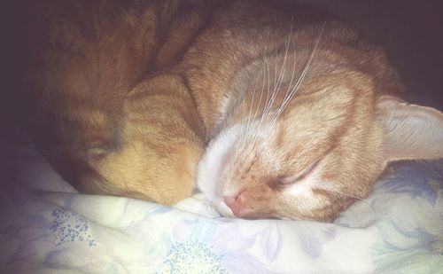 Close-up of cat sleeping on bed at home