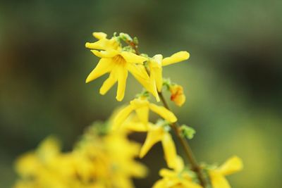 Close-up of yellow flower