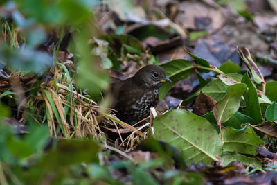 Bird perching on leaf