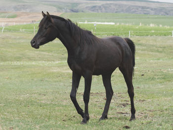horse