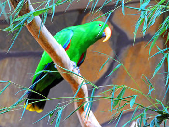 Close-up of parrot