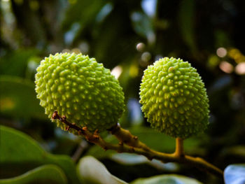 Close-up of plant growing on tree