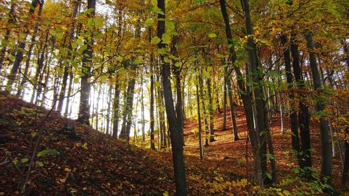 Trees in forest during autumn