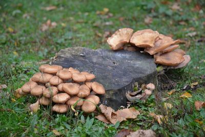 Brown mushrooms growing by tree stump on field