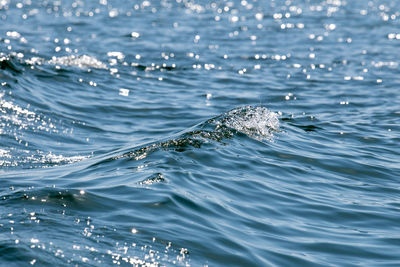 High angle view of whale swimming in sea