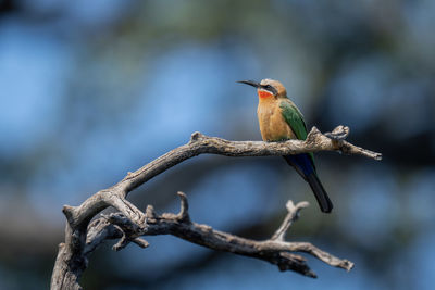 Low angle view of bird perching on branch